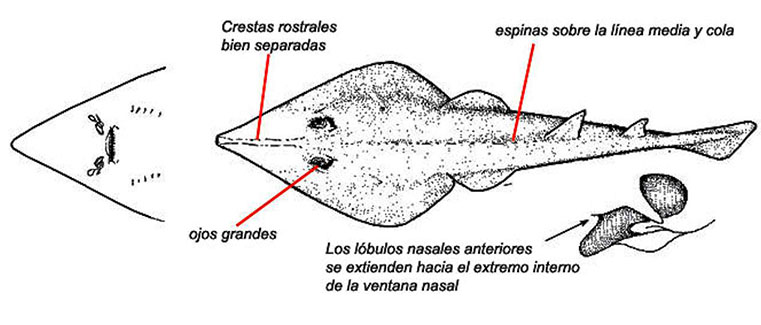 Rhinobatos (Rhinobatos) rhinobatos _02.jpg